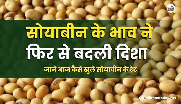 सोयाबीन के भाव ने फिर से बदली दिशा | जाने आज कैसे खुले सोयाबीन के रेट