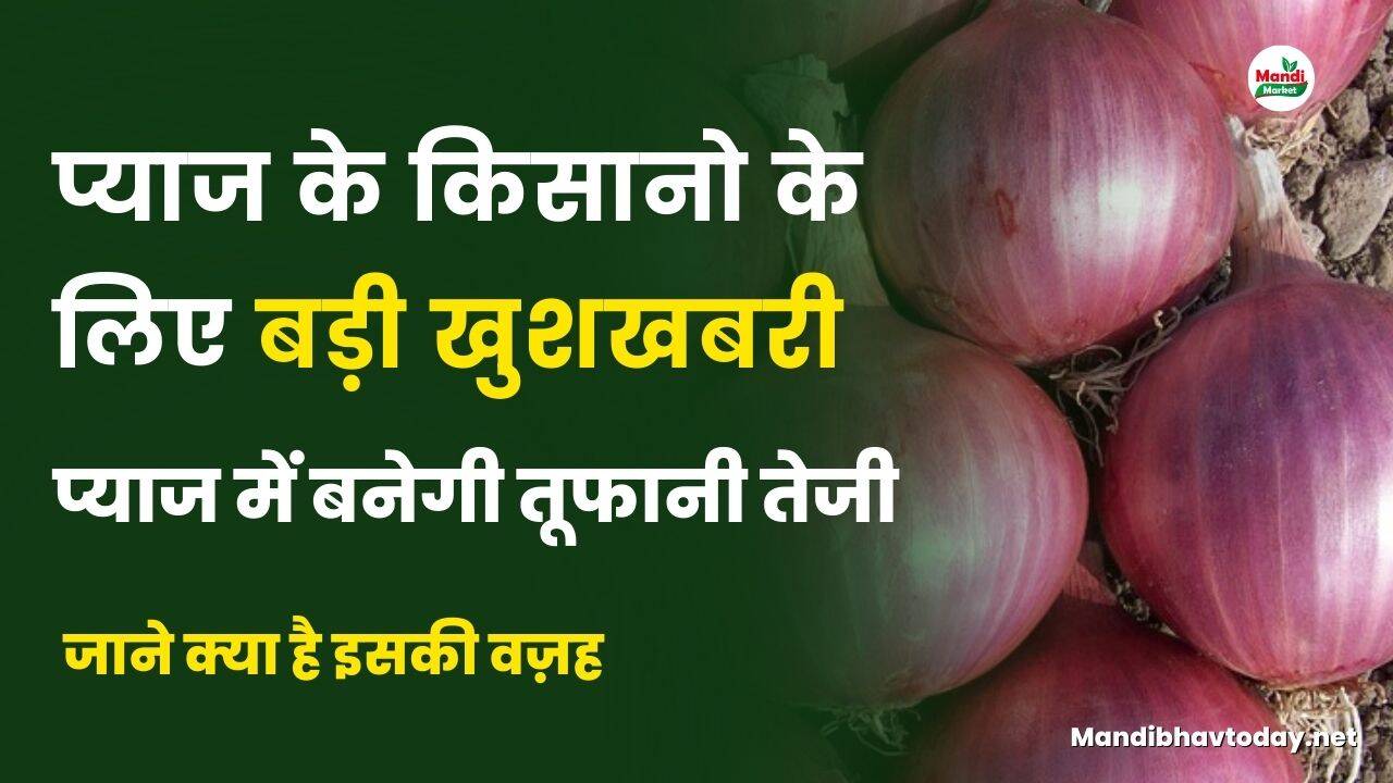 प्याज के किसानो के लिए बड़ी खुशखबरी | प्याज में बनेगी तूफानी तेजी | जाने क्या है इसकी वज़ह