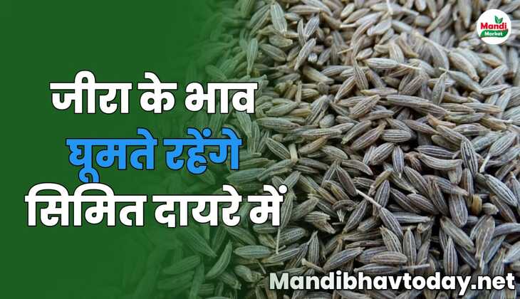 जीरा के भाव घूमते रहेंगे सिमित दायरे में | देखे आज की जीरा की तेजी मंदी रिपोर्ट