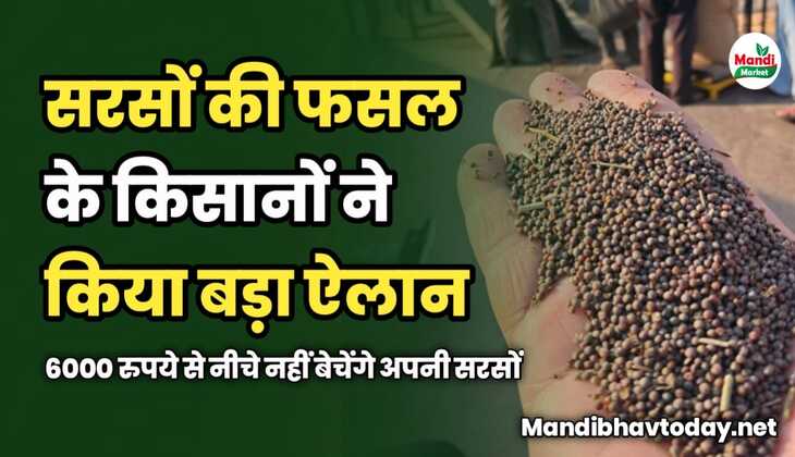 सरसों के किसानों ने किया ऐलान,6000 रुपये से नीचे नहीं बेचनी अपनी सरसों