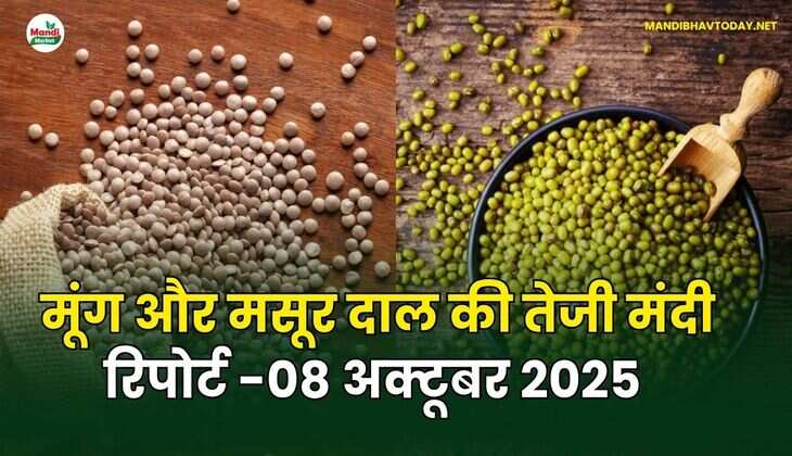 मूँग और मसूर दाल की तेजी मंदी रिपोर्ट - 08 अक्टूबर 2025 