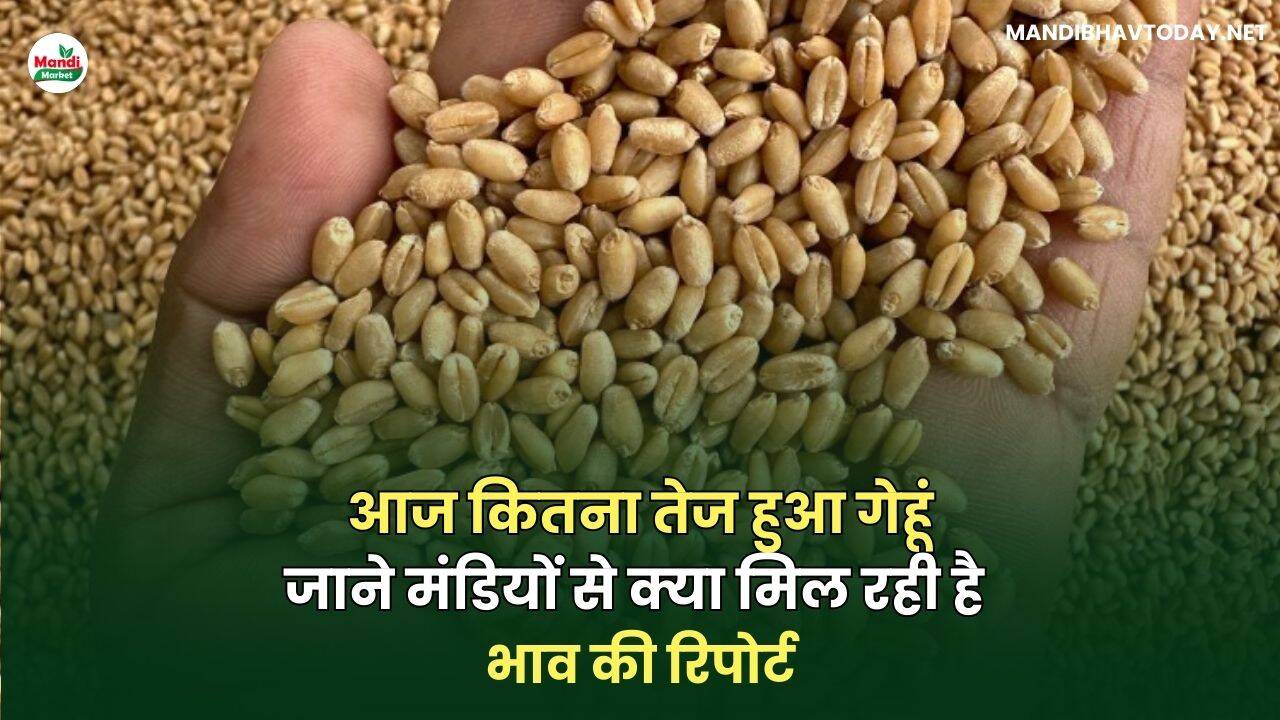 गेहू भाव की रिपोर्ट