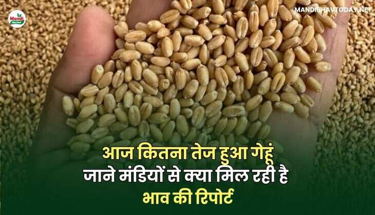 गेहू भाव की रिपोर्ट