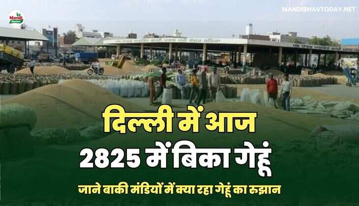 दिल्ली में आज 2825 में बिका गेहूं | जाने बाकी मंडियों में क्या रहा गेहूं का रुझान 