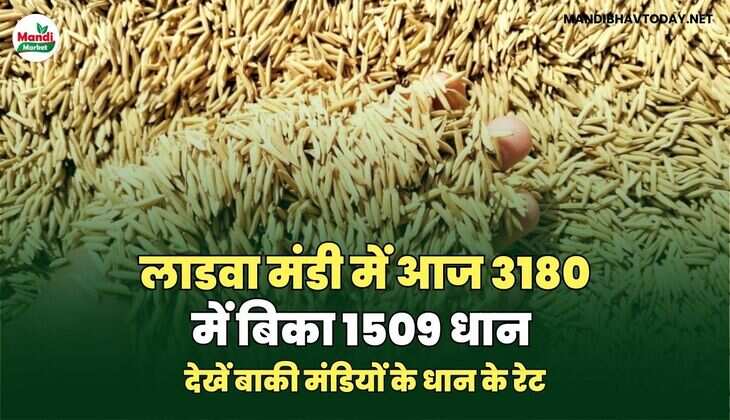 देखें बाकी मंडियों के धान के रेट
