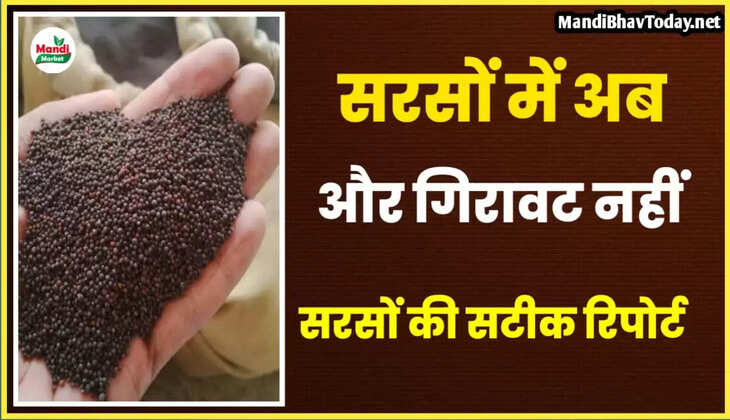 सरसों में गिरावट थमी | सरसों हुई स्थिर | देखें आज की सरसों की तेजी मंदी रिपोर्ट