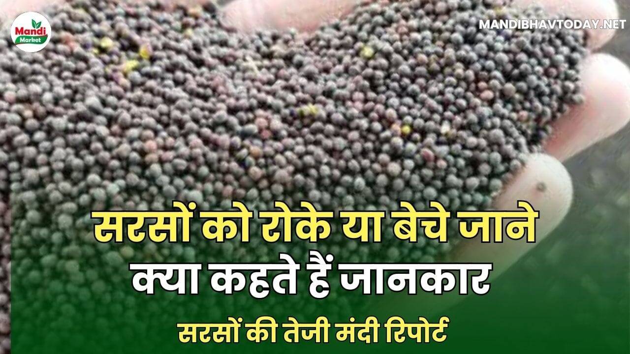 सरसों को बेचें या स्टॉक करें | जाने क्या कहते हैं एक्सपर्ट