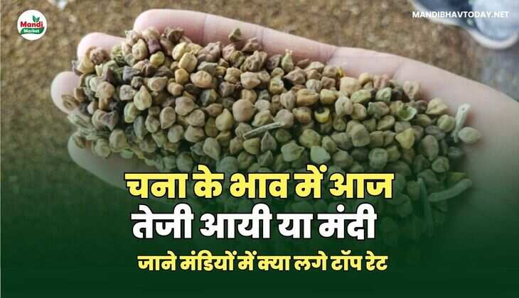 चना के भाव में आज तेजी आयी या मंदी | जाने मंडियों में क्या लगे टॉप रेट