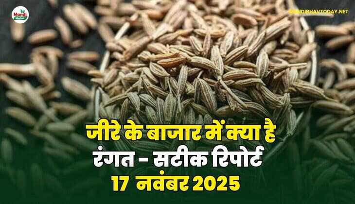 जीरे के बाजार में क्या है रंगत - सटीक रिपोर्ट