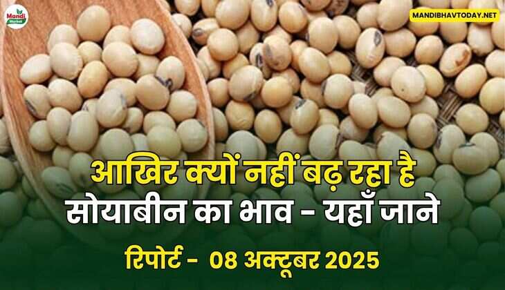 आखिर क्यों नहीं बढ़ रहा है सोयाबीन का भाव - यहाँ जाने
