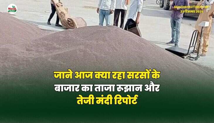 जाने आज क्या रहा सरसों के बाजार का ताजा रूझान और तेजी मंदी रिपोर्ट