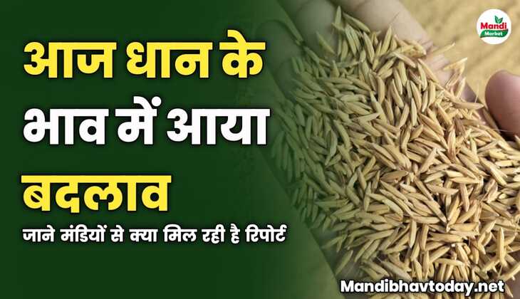 आज धान के भाव में आया बदलाव | जाने मंडियों से क्या मिल रही है रिपोर्ट 