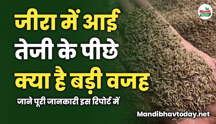 जीरा में आई तेजी के पीछे क्या है वजह | जाने पूरी जानकारी इस रिपोर्ट में 
