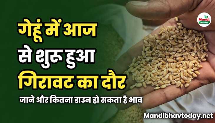 गेहूं में आज से शुरू हुआ गिरावट का दौर | जाने और कितना डाउन हो सकता है भाव 
