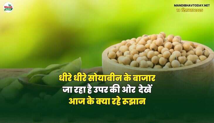 धीरे धीरे सोयाबीन के बाजार जा रहा है उपर की ओर | देखें आज के क्या रहे रूझान