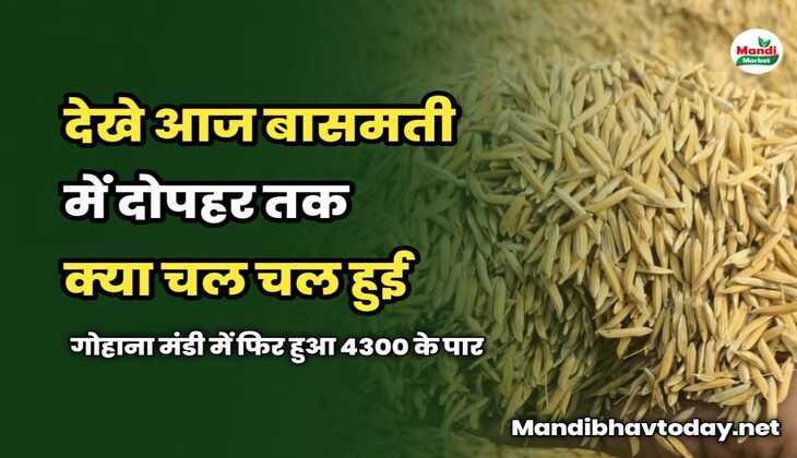देखे आज बासमती में दोपहर तक क्या चल चल हुई | गोहाना मंडी में फिर हुआ 4300 के पार 