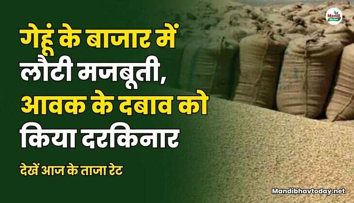 गेहूं के बाजार में लौटी मजबूती | आवक के दबाव को किया दरकिनार | देखें ताजा रेट