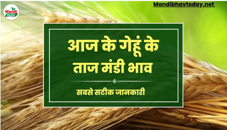गेहूँ के भाव में क्या है, हलचल तेज हुआ या मंदा | wheat kanak gehu Live Rate Today 24 july 2023 