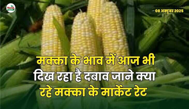 मक्का के भाव में आज भी दिख रहा है दबाव | जाने क्या रहे मक्का के मार्केट रेट