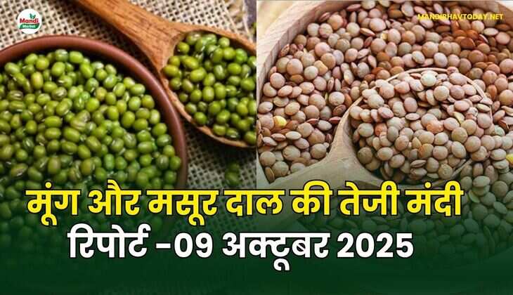 मूँग और मसूर दाल की तेजी मंदी रिपोर्ट - 09 अक्टूबर 2025 