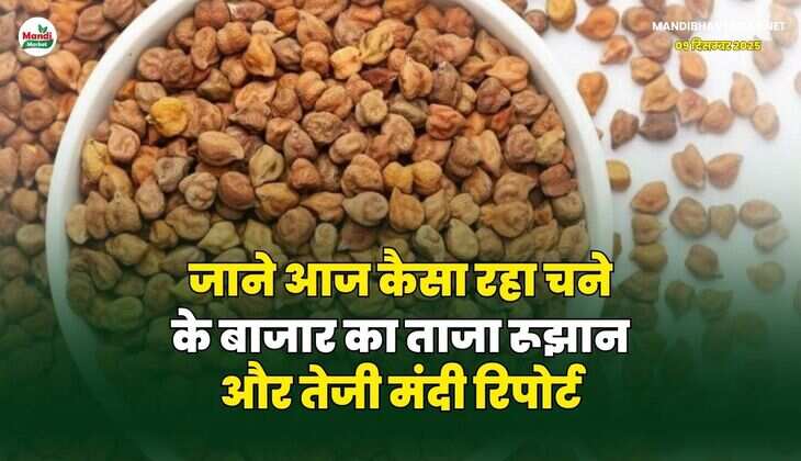 जाने, आज कैसा रहा चने के बाजार का ताजा रूझान और तेजी मंदी रिपोर्ट