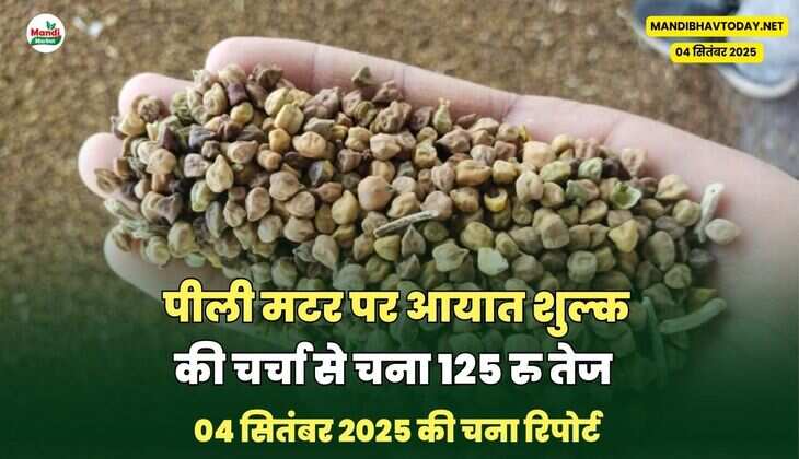पीली मटर पर आयात शुल्क की चर्चा से चना 125 रु तेज 