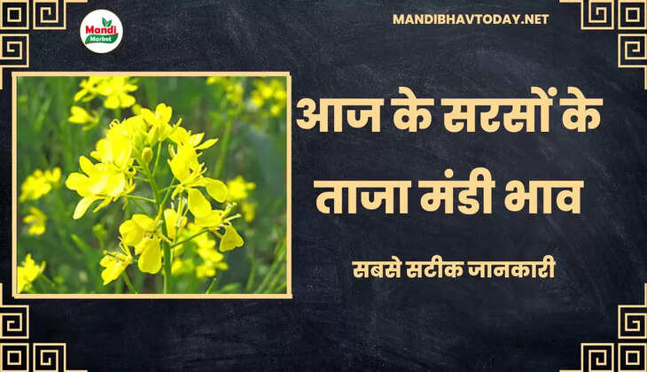 Sarso Live Rate Today 06 Jan 2023