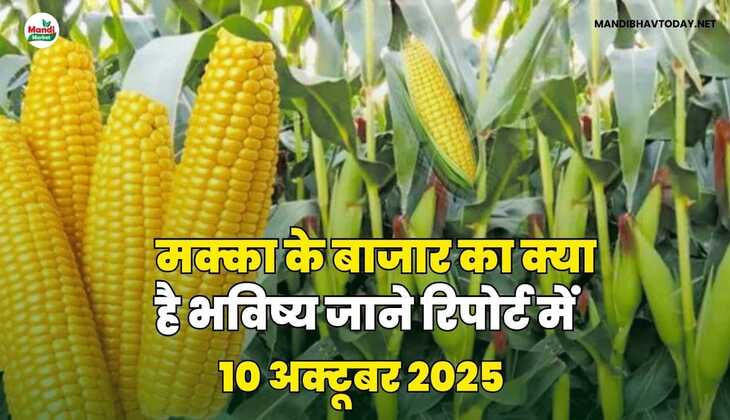 मक्का के बाजार का क्या है भविष्य जाने रिपोर्ट में