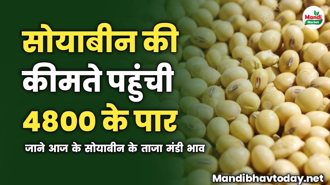 सोयाबीन की कीमते पहुंची 4800 रुपए के पार | जाने आज के सोयाबीन के ताजा मंडी भाव