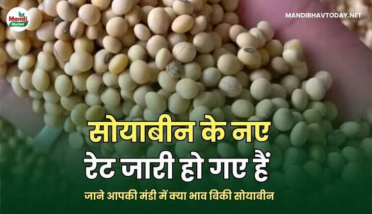 सोयाबीन