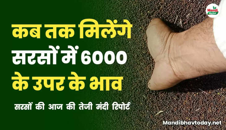 sarso teji mandi report