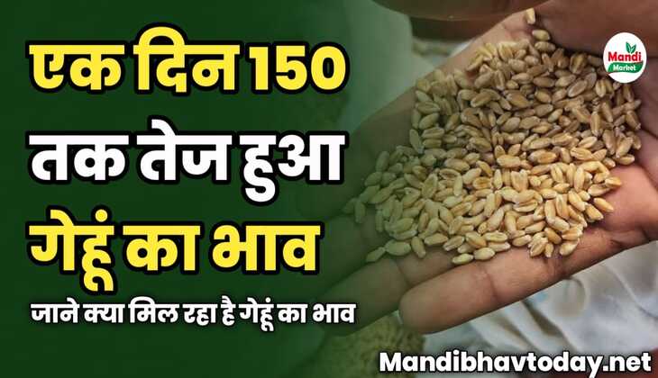 एक दिन 150 तक तेज हुआ गेहूं का भाव | जाने क्या मिल रहा है गेहूं का भाव 