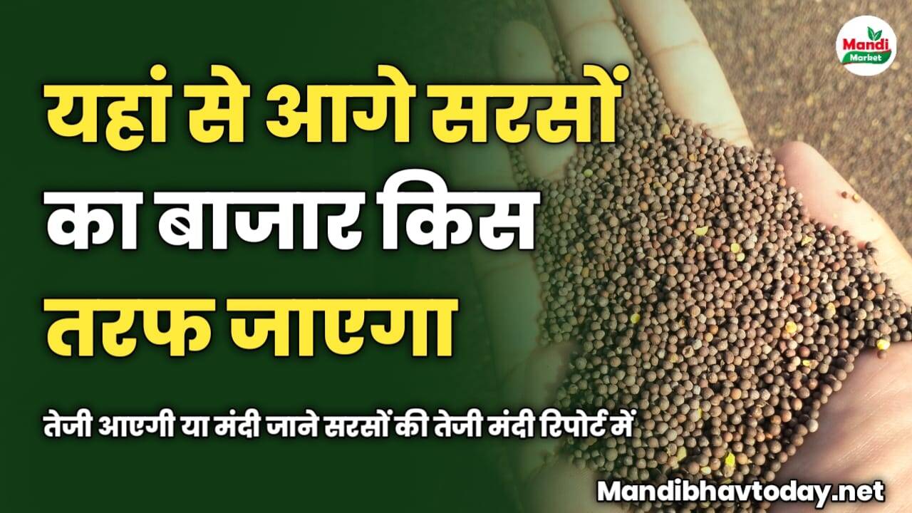 यहां से आगे सरसों का बाजार किस तरफ जाएगा | तेजी आएगी या मंदी | जाने आज की सरसों की तेजी मंदी रिपोर्ट में