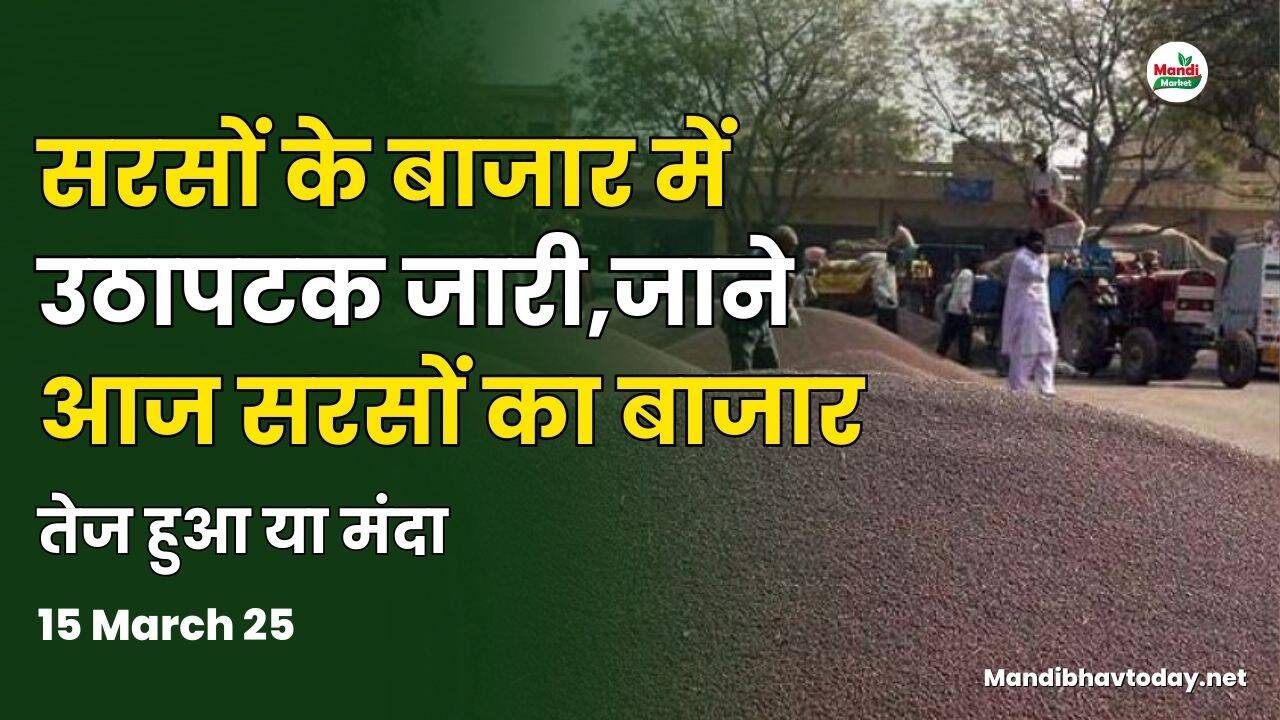 सरसों तेज हुआ या मंदा