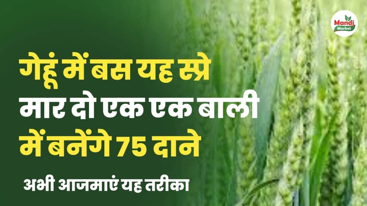 गेहूं में सिर्फ यह स्प्रे मार दो, एक-एक बाली में बनेंगे 75 दाने