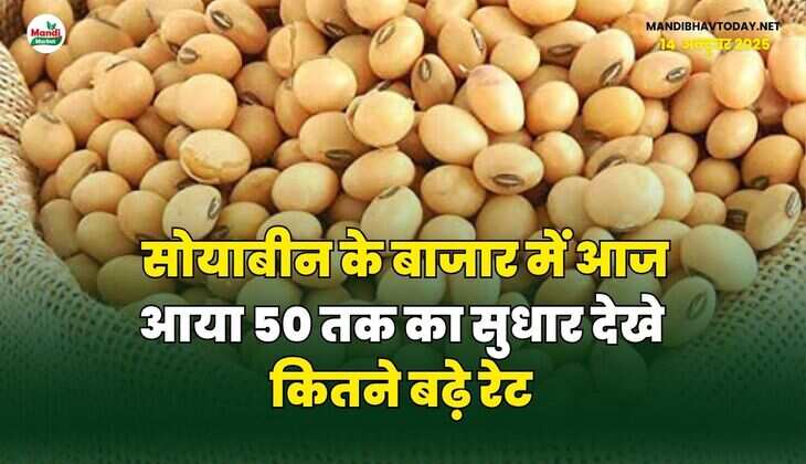 सोयाबीन के बाजार में आज आया 50 तक का सुधार | देखने कितने बढ़े रेट