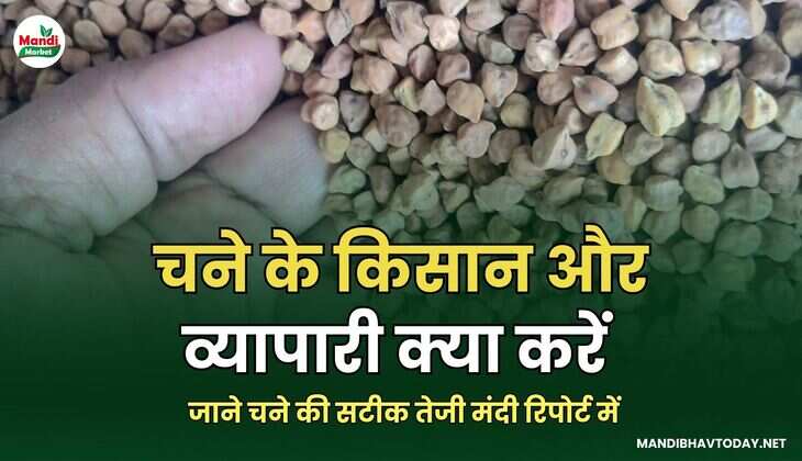  जाने चने की सटीक तेजी मंदी रिपोर्ट में