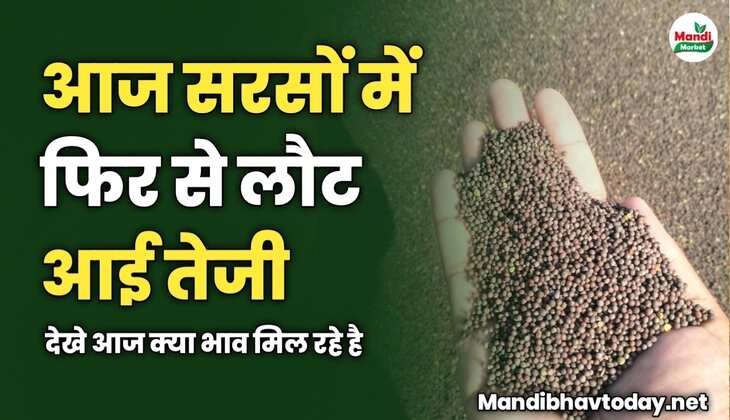 आज सरसों में फिर से लौट आई तेजी | देखे आज क्या भाव मिल रहे है