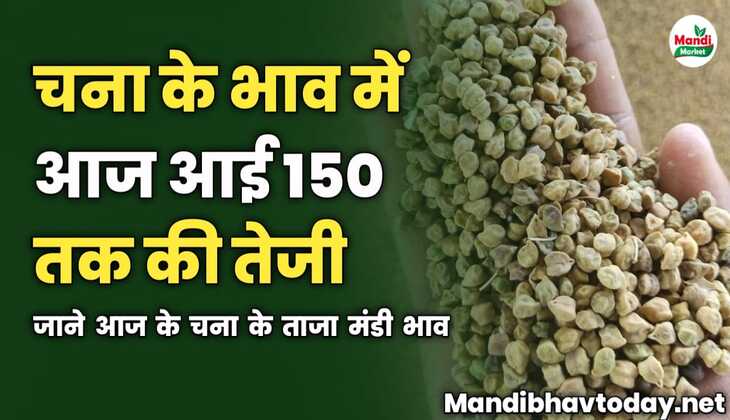 चना के भाव में आज आई 150 तक की तेजी | जाने आज के चना के ताजा मंडी भाव 