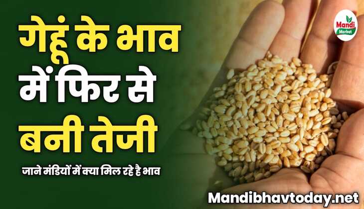 गेहूं के भाव में फिर से बनी तेजी | जाने मंडियों में क्या मिल रहे है भाव 