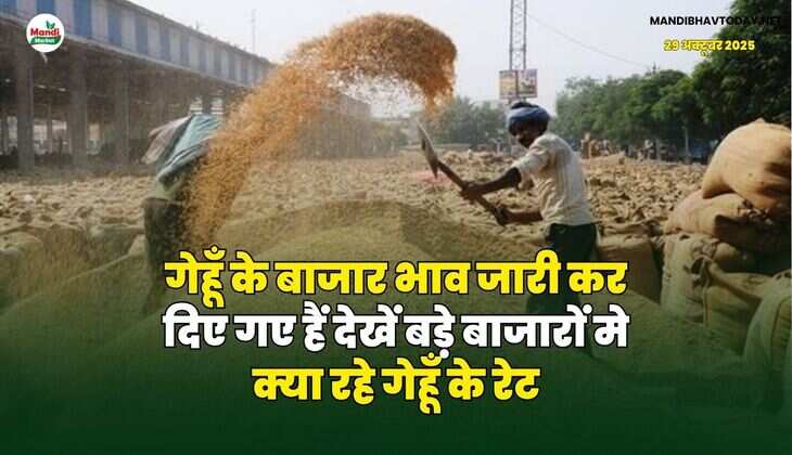 गेहूँ के बाजार भाव जारी कर दिए गए हैं | देखें बड़े बाजारों मे क्या रहे गेहूँ के रेट