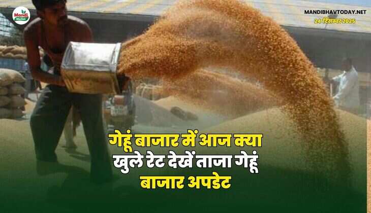 गेहूं बाजार में आज क्या खुले रेट | देखें ताजा गेहूं बाजार अपडेट