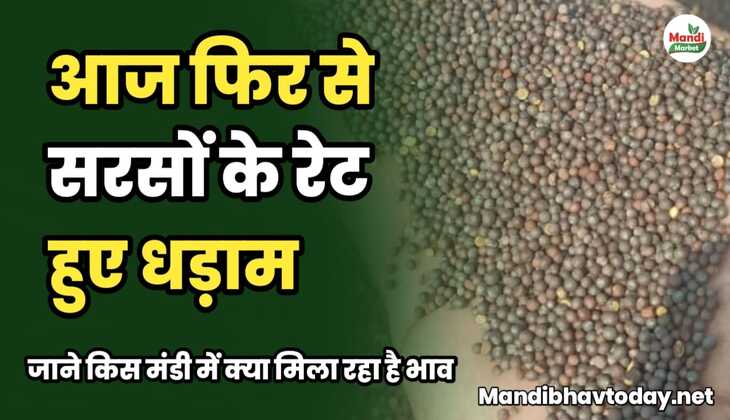 आज फिर से सरसों के रेट हुए धड़ाम। जाने किस मंडी में क्या मिल रहा है भाव।
