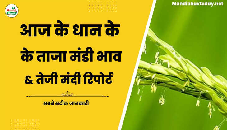 बासमती धान के ताजा भाव | Basmati Paddy Rate Today 17 December 2022