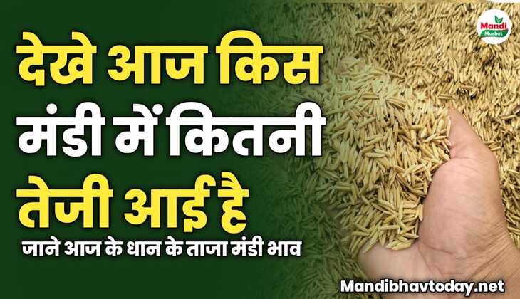 देखे आज किस मंडी में कितनी तेजी आई है | जाने आज के धान के ताजा मंडी भाव 