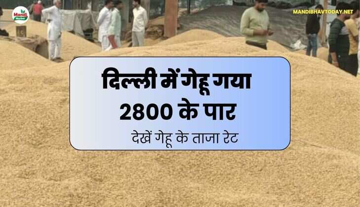 गेहूं के बाजार में अचानक से आई तेजी | दिल्ली में गेहूं 2800 के पार | देखें अन्य  मंडियों में कितना तेज हुआ गेहूं 