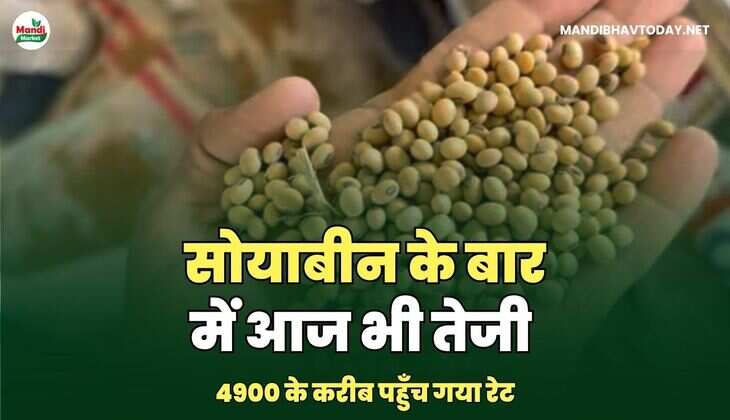 सोयाबीन के बार में आज भी तेजी | 4900 के करीब पहुँच गया रेट