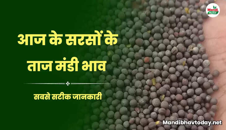 आज सरसों के बाजार में आज क्या हुआ जाने क्या खुले हैं आज सरसों के रेट Sarso Live Rate Today 09 August 2023 