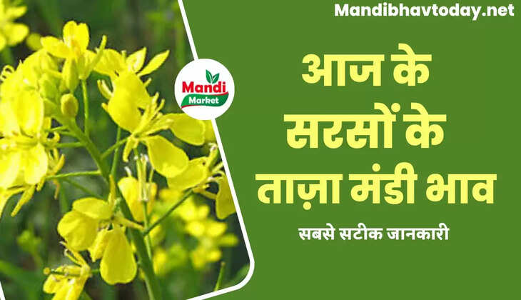  Sarso Live Rate Today 01 Dec 2022 