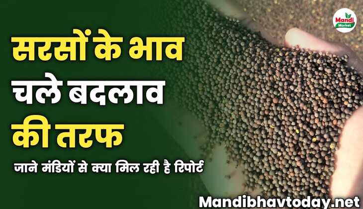 सरसों के भाव चले बदलाव की तरफ | जाने मंडियों से क्या मिल रही है रिपोर्ट